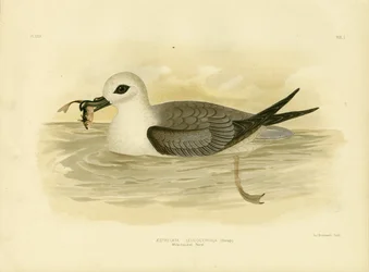 Weißkopf-Sturmvogel, 1891